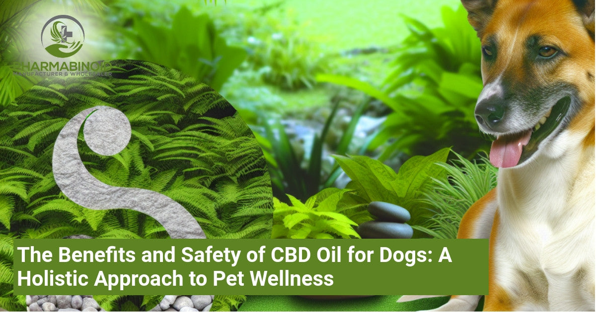 The Benefits and Safety of CBD Oil for Dogs: A Holistic Approach to Pe