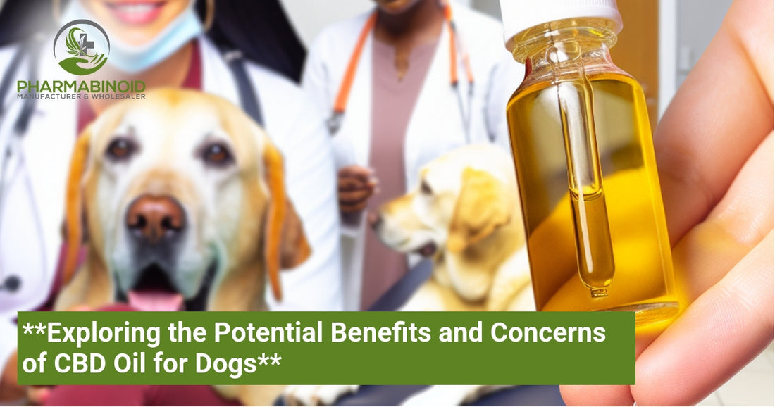 **Exploring the Potential Benefits and Concerns of CBD Oil for Dogs**