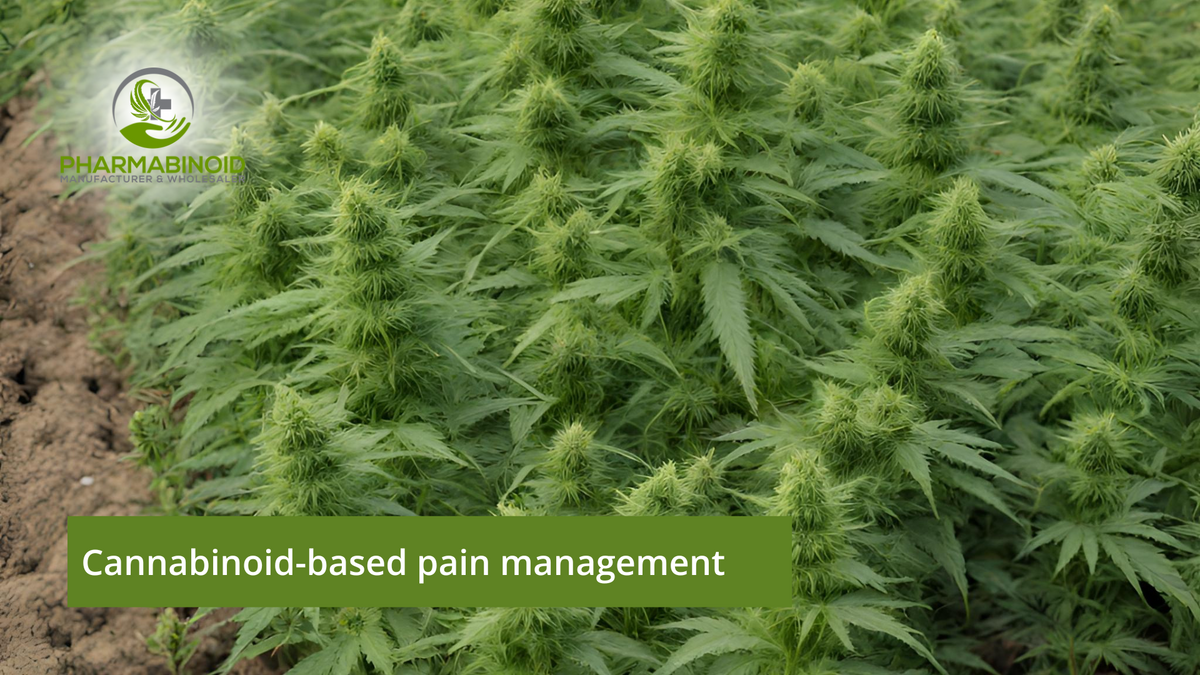 Pain-Free Living: Explore Cannabinoid-Based Pain Management