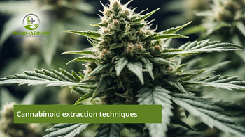 Cannabinoid Extraction Techniques: Unveiling The Secrets