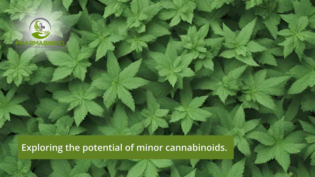Exploring the Potential of Minor Cannabinoids
