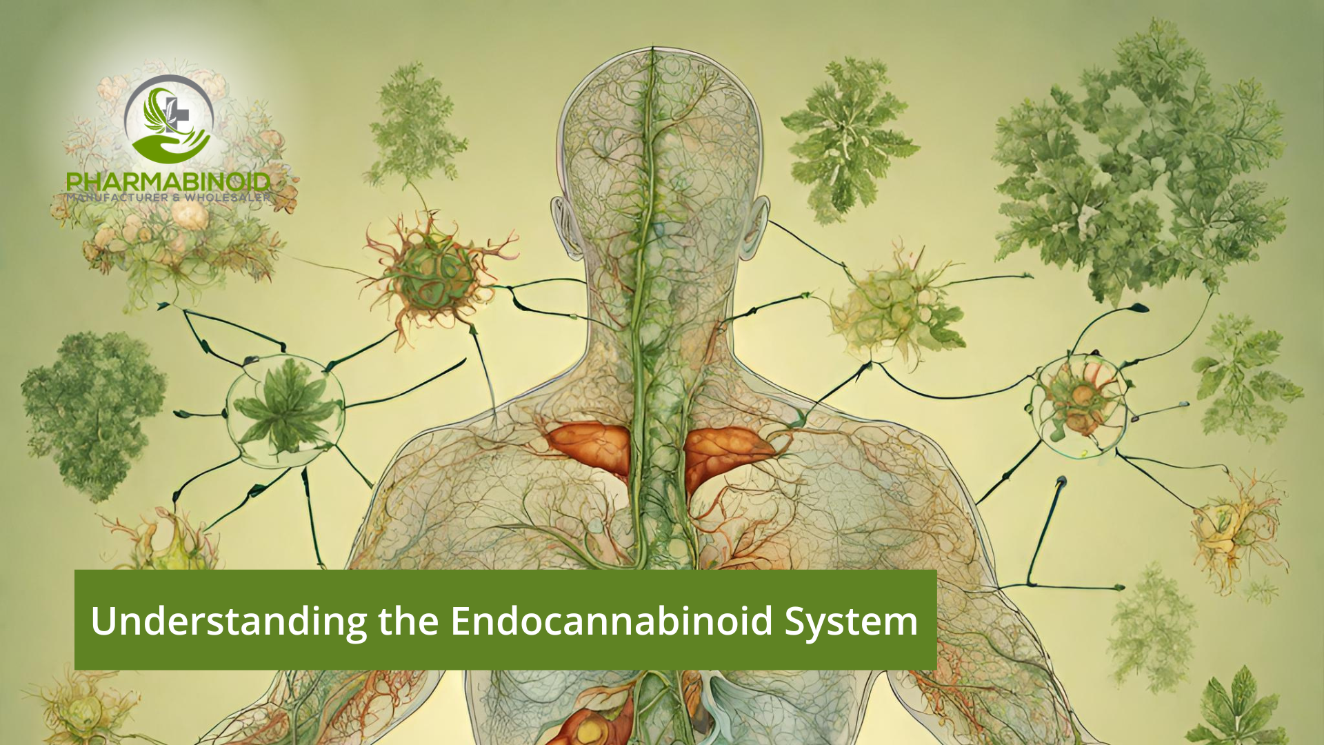 Understanding The Endocannabinoid System: A Comprehensive Guide