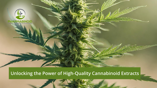 Unlocking the Power of High-Quality Cannabinoid Extracts