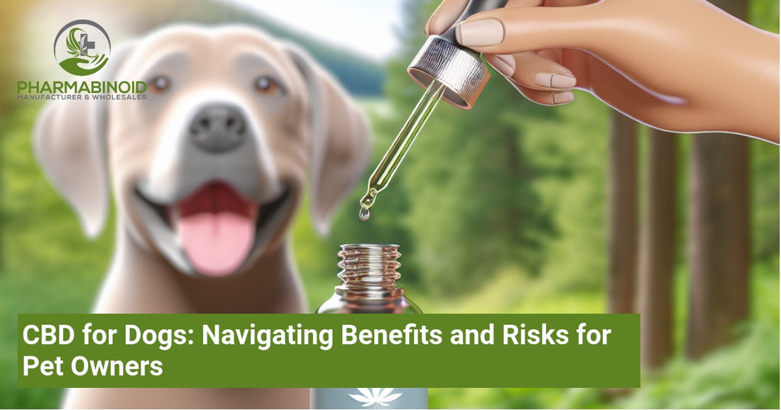 CBD for Dogs: Navigating Benefits and Risks for Pet Owners