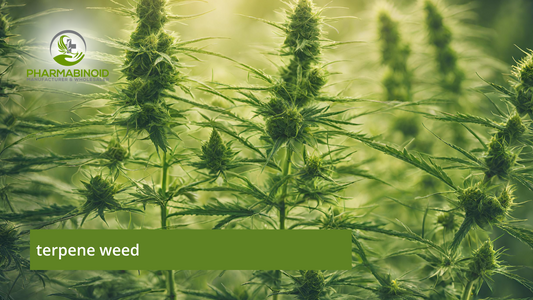 Terpene Weed: Unlocking the Secrets of Aromatic Cannabis